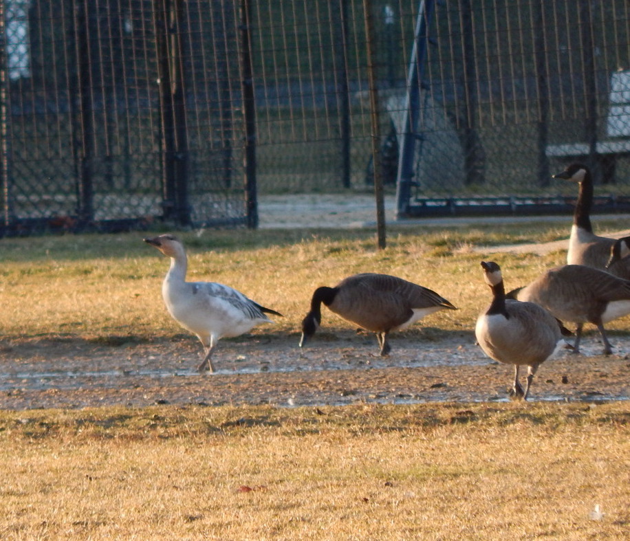 canada goose bronx ny canada goose bronx ny